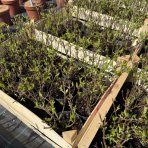 Hortenzia metlinatá (Hydrangea paniculata) ´LIVING COLOURFUL COCKTAIL´® by LIVING CREATIONS® výška 20-30 cm, kont. C1,5L